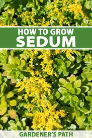 how to plant and grow sedum stonecrop
