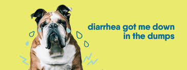 diarrhea in dogs symptoms home remes