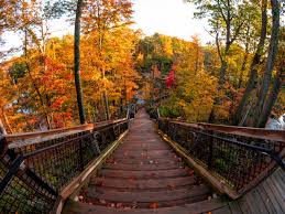 As one of its action steps, the plan recommended additional study of the impacts from development to assess the effectiveness of the city's tree policies and the tree ordinance. Download Wallpaper 1280x960 Stairs Autumn Trees Steps Forest Standard 4 3 Hd Background