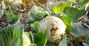Common Cabbage Diseases