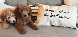 We focus on producing healthy puppies with lovable temperaments that are great with small children and. Goldendoodle Puppies For Sale In Jacksonville Florida