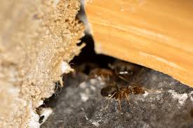 Wo fliegende ameisen auftauchen können. Ameisen Im Haus Bekampfen Oder Umsiedeln Alle Arten Kennenlernen