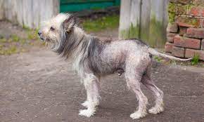 what causes hair loss in dogs and what