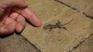 how to get rid of lizards in the house