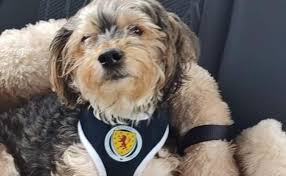 The result in glasgow means scotland have still never managed to make it to the knockout. Euros 2020 Sorn Dog Wears Scotland Football Strip In Support Of Team Cumnock Chronicle
