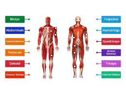 Related posts of muscles labeled front and back. Muscular System Unit 11 Btec Level 1 Labelled Diagram