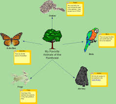 Rainforest Discovery Process