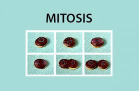 Diferencias mitosis vs meiosis 1. Diferencias Entre Meiosis Y Mitosis Te Lo Aclaramos