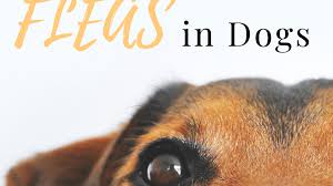 how to get rid of fleas in dogs