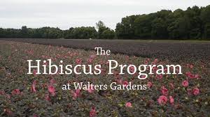 the hibiscus program walters gardens