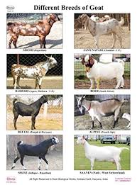 Dbios Digitally Printed Different Breeds Of Goat Laminated