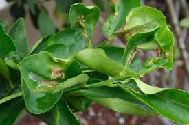 why your lemon tree leaves curling and