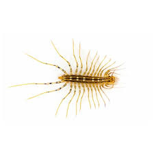 identifying the house centipede