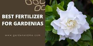 Top 7 Best Fertilizer For Gardenias In 2023