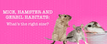 Mouse Hamster Gerbil Habitats What