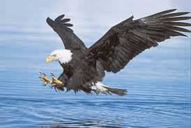 Image result for Eagle