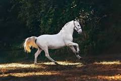 how-much-is-a-white-horse