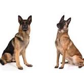 what-is-the-difference-between-belgian-malinois-and-german-shepherd