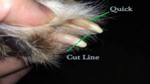 how to safely clip your dog s nails at home