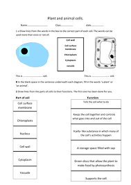 Plant cells have plastids essential in photosynthesis. Plant And Animal Cell Worksheet Teaching Resources