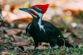 Gallery Of North American Woodpeckers
