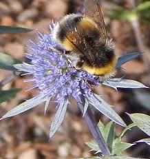 Bumble bees are found throughout the northern hemisphere from the arctic tundra to deserts and forests. Do All Bees Sting An Overview Of Bees Which Can And Cannot Sting