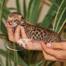 Submitted 1 month ago by mushyrhino. F4 Savannah Kittens For Sale Savannah Cat Breed