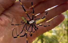 5 of the biggest spiders living in