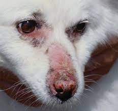 immune ated skin disorders of dogs