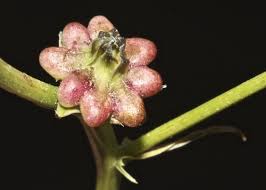 Crepis zacintha (L.) Babc. | Flora of Israel Online