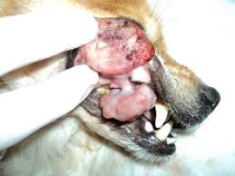 canine cutaneous melanocytic tumours