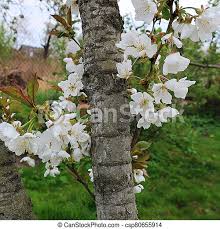Flowering trees such as crape myrtle and magnolia can be magnificent additions to the residential landscape. Spring Flowering Trees White Beautiful Flowers Green Grass Over Day Background Spring Flowering Trees White Beautiful Canstock