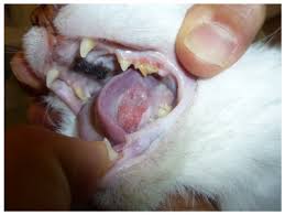 feline squamous cell carcinoma and