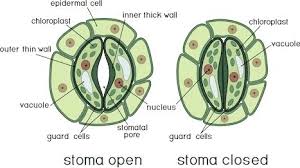 what are stomata write its functions