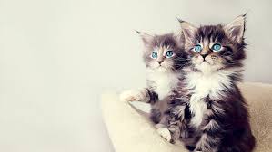 Find a tabby kittens on gumtree, the #1 site for cats & kittens for sale classifieds ads in the uk. 1440x2960px Free Download Hd Wallpaper Kittens Tabby Cat Cats Cute Animals Blue Eyes Wallpaper Flare