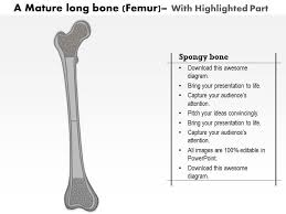 Human bone diagram wiring diagrams click. 0514 A Mature Long Bone Medical Images For Powerpoint Powerpoint Templates Download Ppt Background Template Graphics Presentation