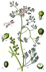 Fumaria parviflora - Wikipedia