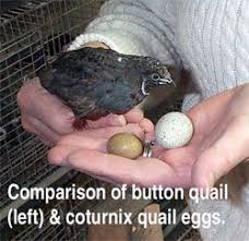 Comparison Of Button Quail And Coturnix Quail Eggs Button