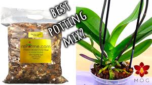 what orchid potting mix is best for you