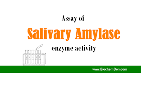 Assay Of Salivary Amylase Enzyme Activity Enzyme Activity