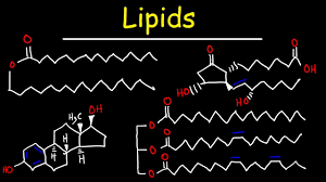 lipids fatty acids triglycerides