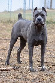 While such problems are rare with this breed, your cane corso dog may experience problems like hip dysplasia, cherry eye, ectropion or entropion (a condition whereby the eyelids and lashes role outward. Pin By San Rocco Cane Corso On Blue Cane Corso Italian Mastiffs Cane Corso Cane Corso Puppies Cane Corso Dog