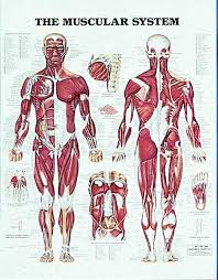 Education Scientific Products The Muscular System