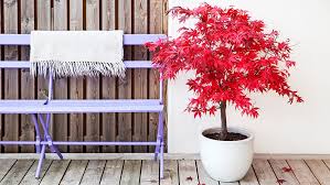 How To Grow A Japanese Maple In A Pot