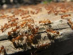 this organic fire ant control method