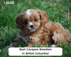 5 best cavapoo breeders in british