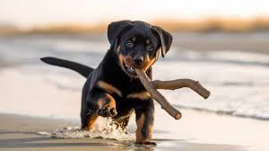 rottweiler s in 2024 purchase