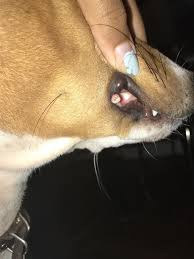 dog has this white p inside his lip