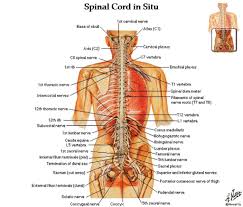 It extends into the spinal cord. Human Back Bone Chart Back Bones Diagram Human Anatomy Diagram Human Bones Anatomy Human Anatomy Human Back