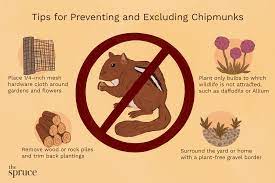 how to get rid of chipmunks using traps
